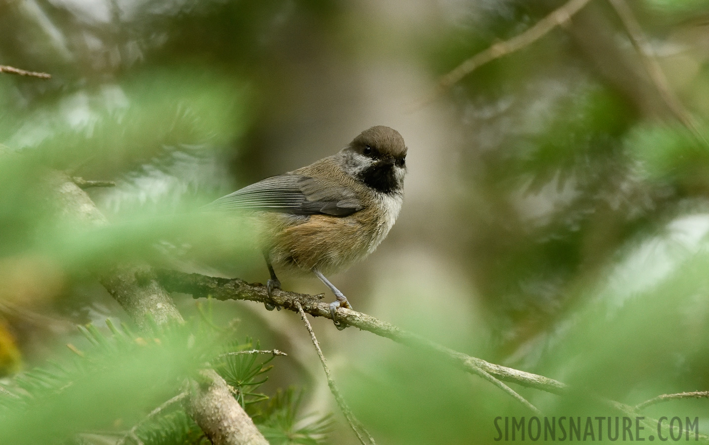 Poecile hudsonicus hudsonicus [400 mm, 1/400 Sek. bei f / 7.1, ISO 3200]